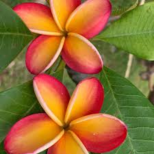 Rubra flower seeds