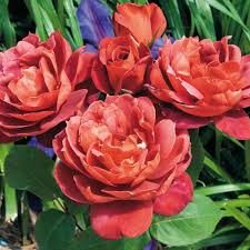 Chocolate Rose flower seeds