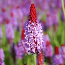 Red Purple flower seeds