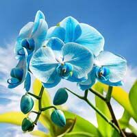 Sky Blue flower seeds