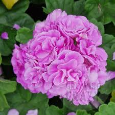 Purple Univalve flower seeds