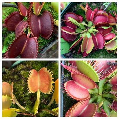 Mélange de graines de dionée attrape-mouche à planter – Plantes carnivores d'intérieur et de jardin tourbière