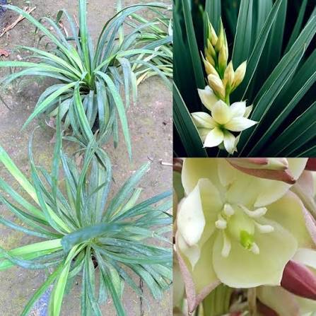 Banana Yucca Desert Plant