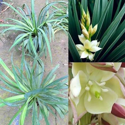 Banana Yucca Desert Plant