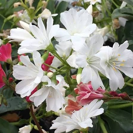 White Nevada Lewisia Flowers