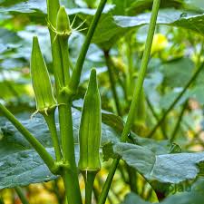 Green Okra Seeds