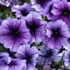 Lavender Black flower seeds