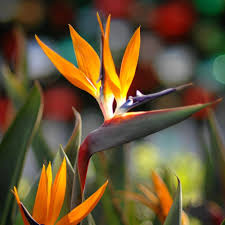 Strelitzia flower seeds