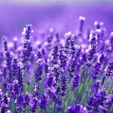 Blue Lavender flower seeds