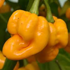 Yellow Brain Strain Pepper Seeds