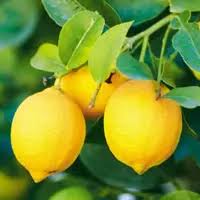 Citron Seeds