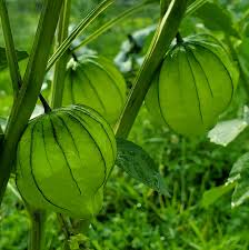 Green Tomatillo Seeds for Planting – Heirloom Garden Seeds