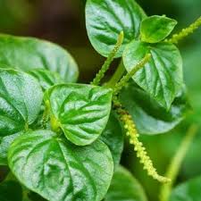 Peperomia Pellucida flower seeds