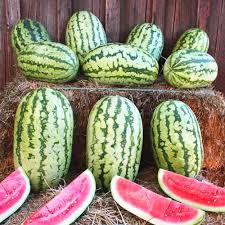 klondike watermelon seeds