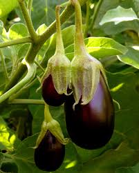 Eggplant Seeds for Planting – Heirloom Non-GMO Garden Seeds