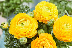 Yellow Ranunculus flower seeds