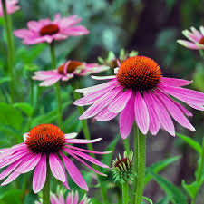 Echinacea flower seeds