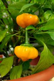 Jamaican Scotch Bonnet Pepper Vegetable Seeds for Planting – Heirloom Non-GMO Garden Seeds