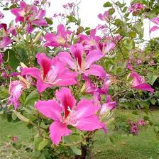 Pink Chandelier flower seeds
