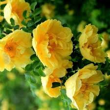 Dark Yellow flower seeds
