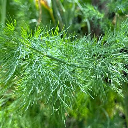 Compacto Dill Herb Seeds for Planting – Compact Aromatic Culinary Garden Herb