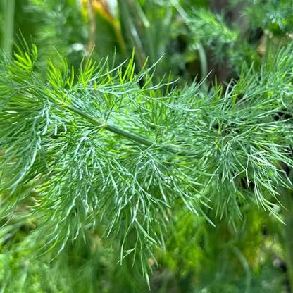 Compacto Dill Herb Seeds for Planting – Compact Aromatic Culinary Garden Herb