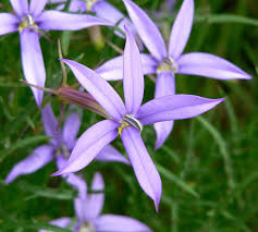 Blue Laurentia flower seeds