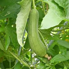 Luffa Seeds