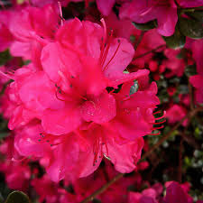 Pink Azalea flower seeds