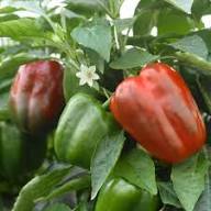California Wonder Pepper Seeds for Planting – Sweet Bell Pepper Seeds