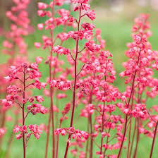 Pink Heuchera flower seeds