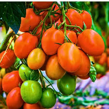 Orange Grape Tomato Seeds