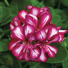 Maroon Red flower seeds