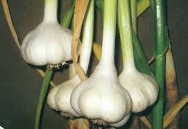 Porcelain Garlic Seeds for Planting – Heirloom Garden Variety