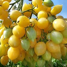 Barry's Crazy Cherry Yellow Tomato Seeds for Planting – Heirloom Non-GMO Vegetable Garden Seeds