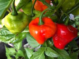 Aji Cachucha Pepper Seeds