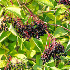 Improved Elderberry Fruit Seeds for Planting – Heirloom Non-GMO Garden Seeds