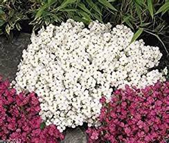 Pink White flower seeds
