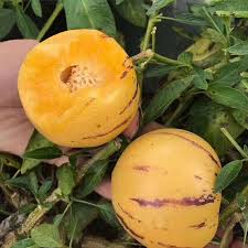 pepino dulce seeds