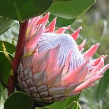 Pink White flower seeds