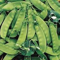 Oregon Sugar Pod Pea Seeds for Planting – Heirloom Snow Pea Seeds