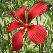 Texas Star flower seeds