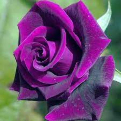Dark Violet Rosa plant