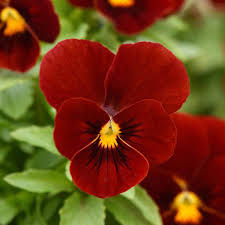 Viola Red flower seeds