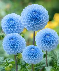 Sky Blue flower seeds