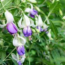White Purple flower seeds