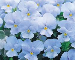 Sky Blue flower seeds