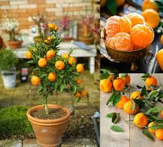 Graines d'orange et de mandarine à planter – Graines d'arbres fruitiers d'agrumes pour jardins domestiques