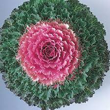 Violet Red flower seeds