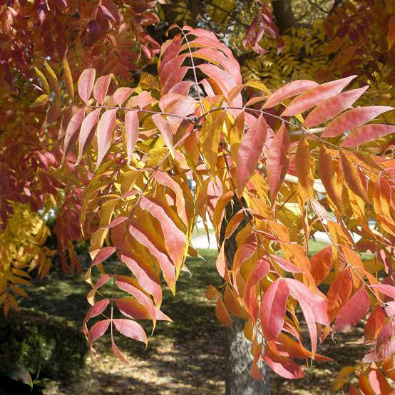 Graines de pistachier de Chine à planter – Graines d'arbre de jardin